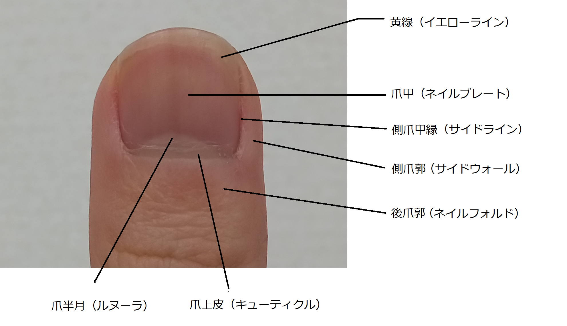 爪 の 形 種類 遺伝